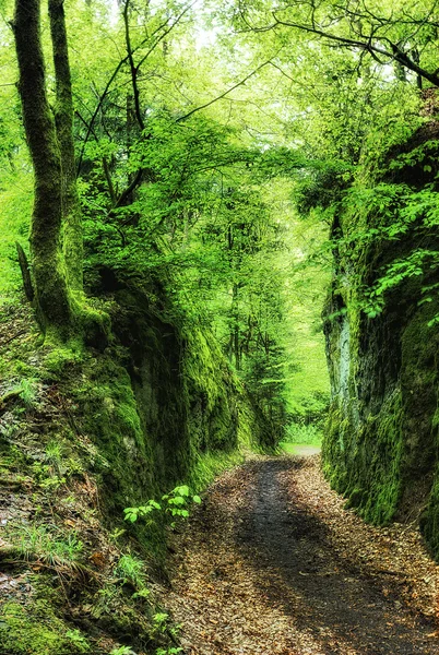 Path throug a small forest canyon — Stock Photo, Image