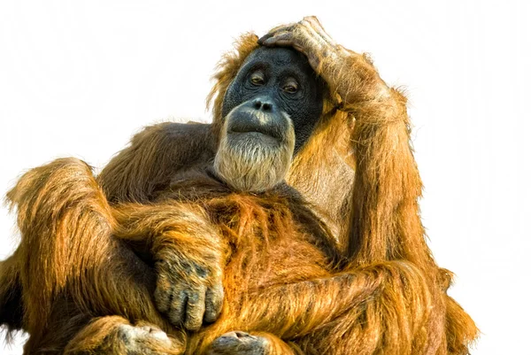 Sumatraanse orang-oetan (Pongo abelii) uitgesneden — Stockfoto
