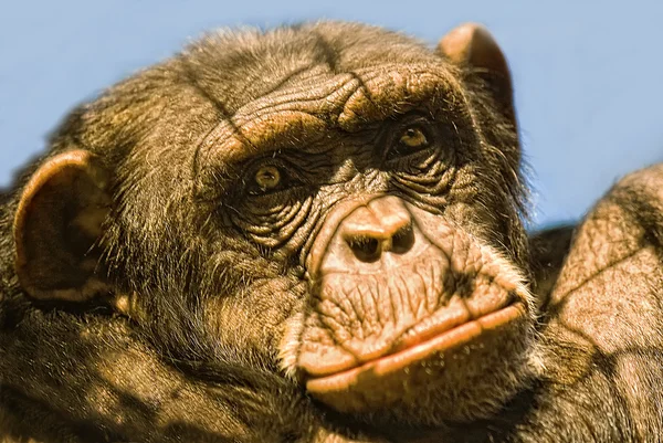 黑猩猩与栅栏阴影在其脸上的肖像 — 图库照片