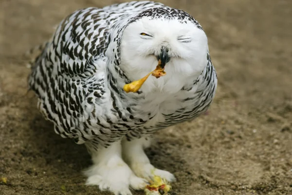 雪白的猫头鹰 (腹股沟淋巴结炎 scandiacus) 喂养 — 图库照片