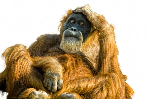 Sumatra-Orang-Utan (Pongo abelii) ausgeschnitten — Stockfoto