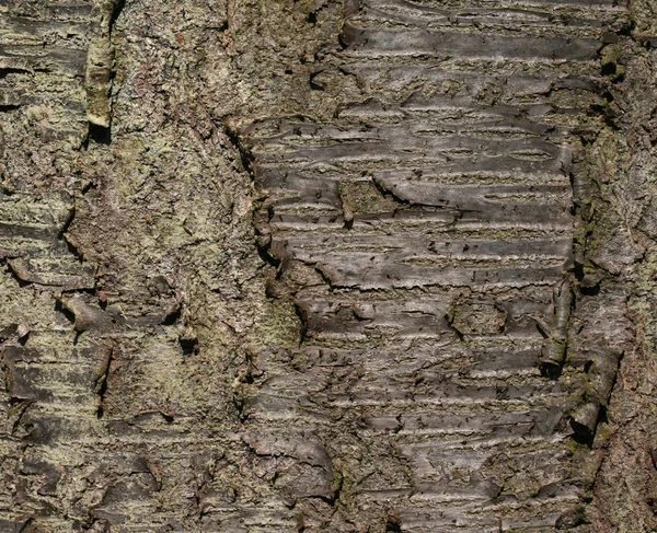 Doğal doku - kiraz ağaç kabuğu — Stok fotoğraf