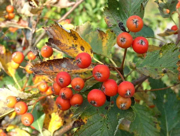 Herbstliche Früchte — Stockfoto