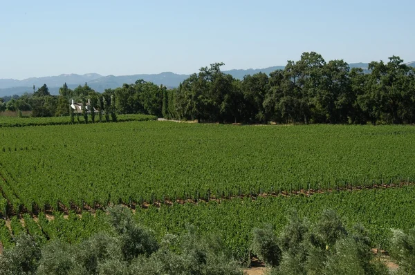 Калифорнийский виноградник — стоковое фото