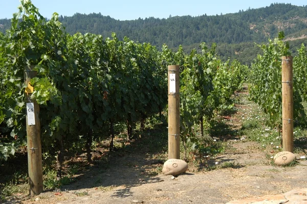 Kalifornské vinice — Stock fotografie