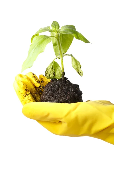 植物在一个黄色的手套的手 — 图库照片