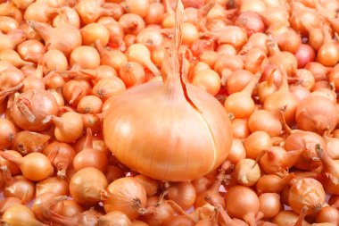 Onions and onion seeds clipart