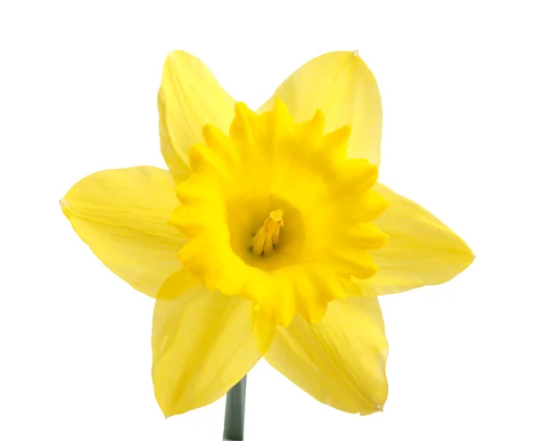 stock image Daffodil