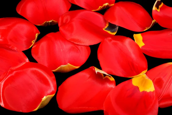 Petali Tulipani — Foto Stock