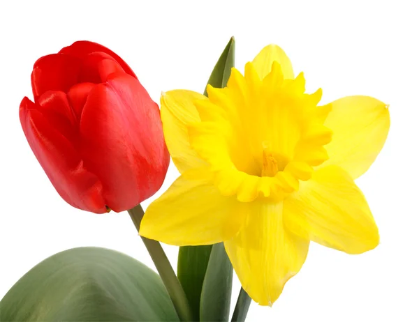 Тюльпан і блідо-жовтий колір — стокове фото