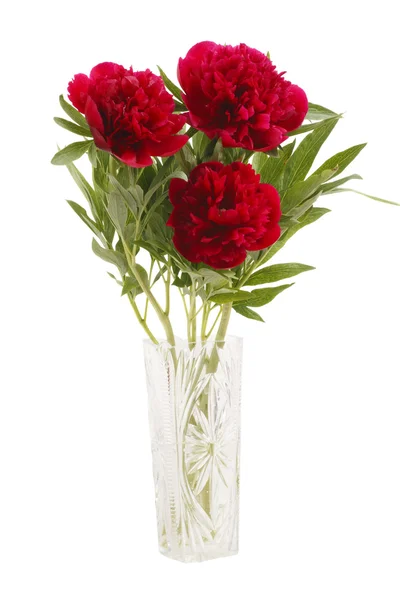 Peonies in a glass vase — Stock Photo, Image
