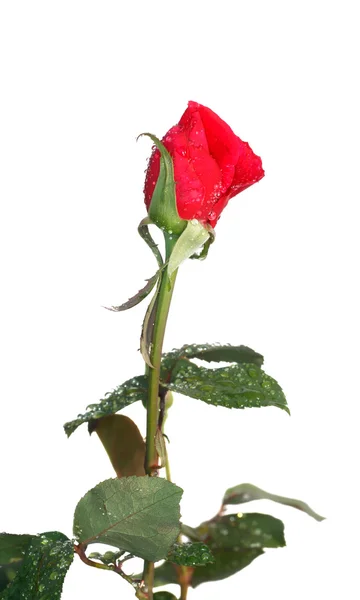 Pączek róż po deszczu — Zdjęcie stockowe
