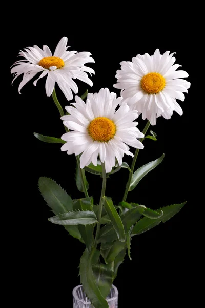 Three large daisies — Stock Photo, Image