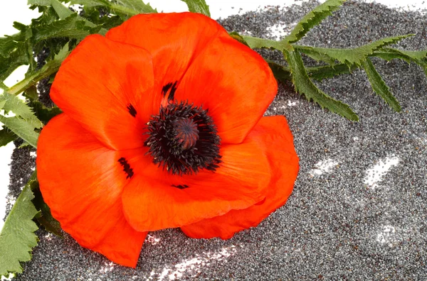 Flower and the poppy seeds — Stock Photo, Image