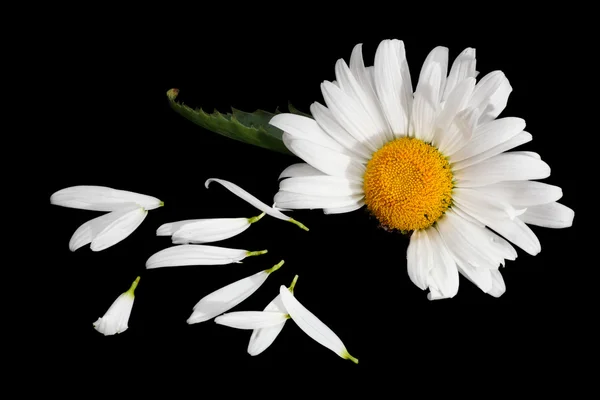 Pétalas de flores e margarida — Fotografia de Stock