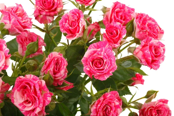 Φόντο ροζ τριαντάφυλλα — Φωτογραφία Αρχείου