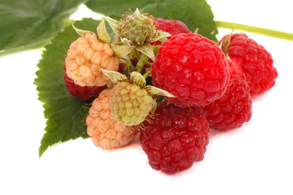 Branch raspberry — Stock Photo, Image