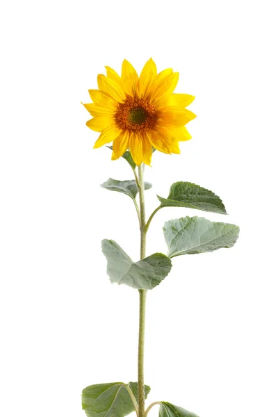 Sunflower on white background. — Stock Photo, Image