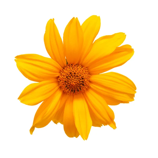 Gele daisy op wit — Stockfoto