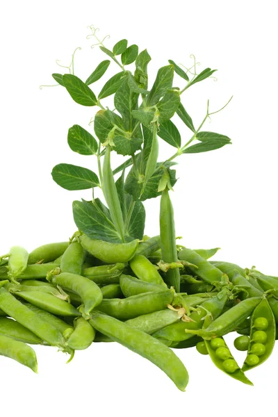Fresh green pea — Stock Photo, Image