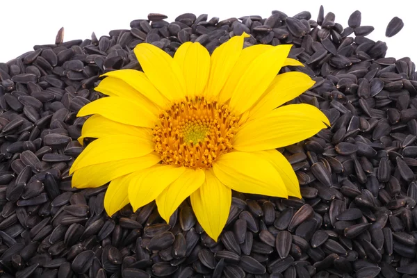 Seeds and flower sunflower — Stock Photo, Image