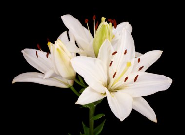 White lilies on black clipart