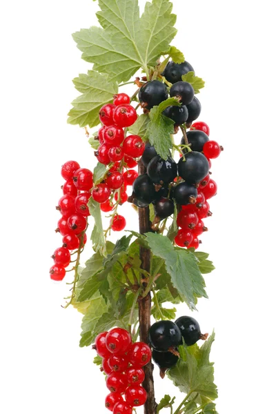 Branch currants — Stock Photo, Image
