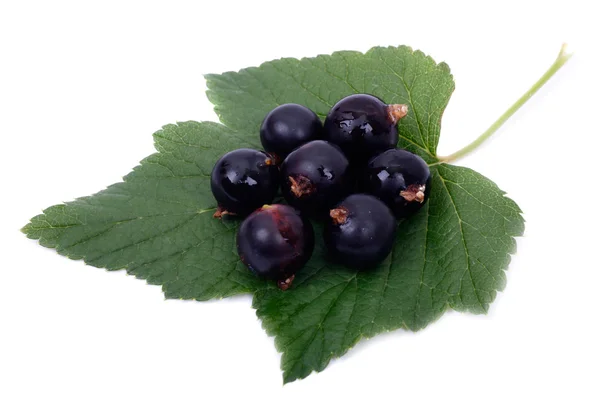 Svarta vinbär blad på — Stockfoto