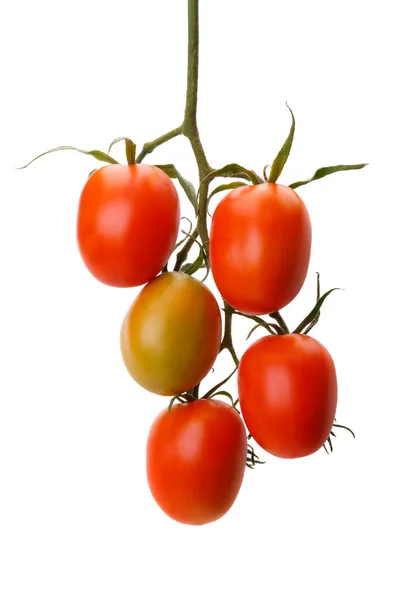 Cepille los tomates —  Fotos de Stock