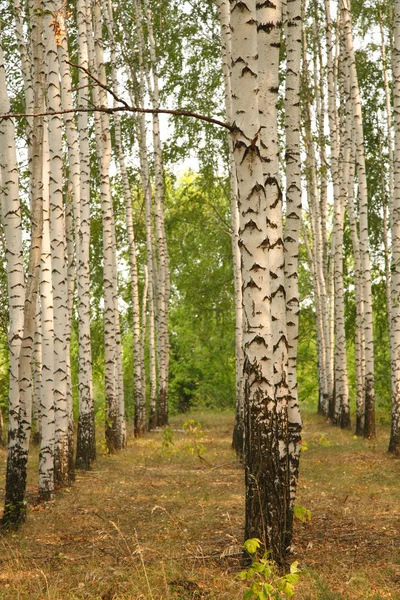 stock image Birch grove