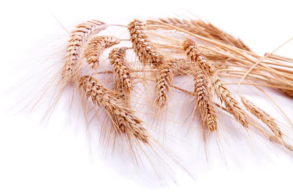 Fondos de espigas de trigo —  Fotos de Stock