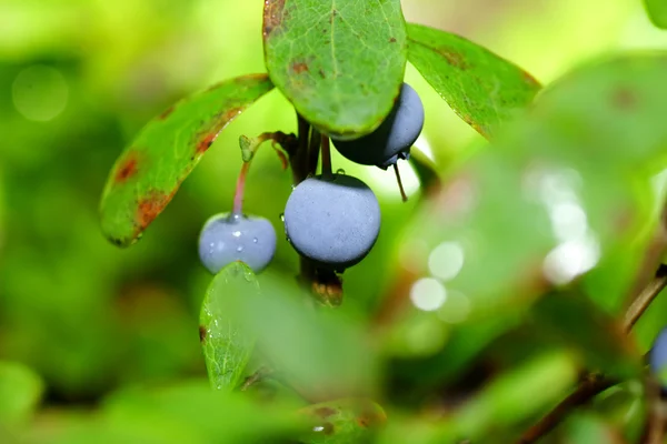 Blueberry in the Forest — Stock Photo, Image
