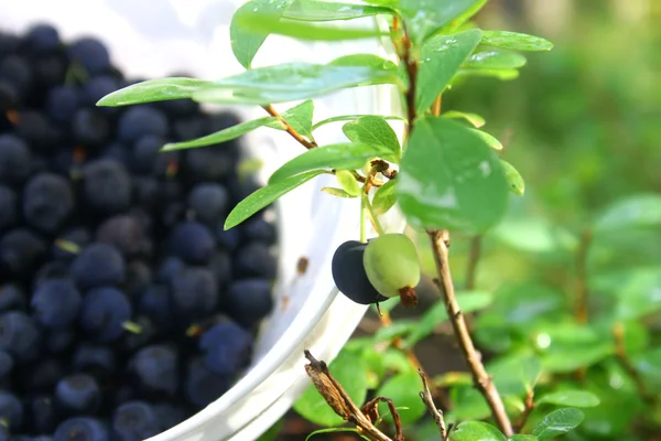 Bilberry in the forest — Stock Photo, Image