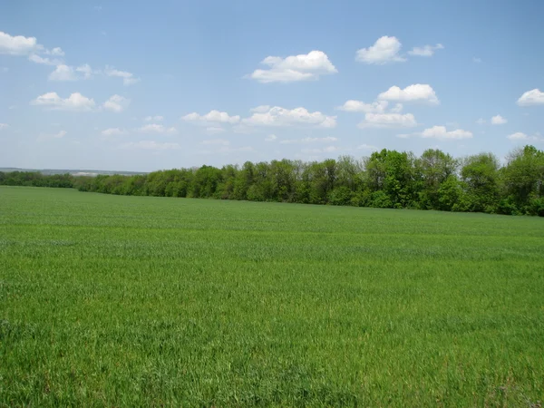 stock image Cloudy sky above the green field