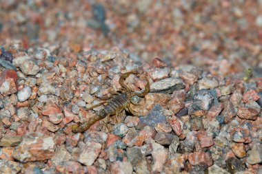 Very small scorpion on sand clipart