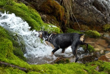 köpek içki creek