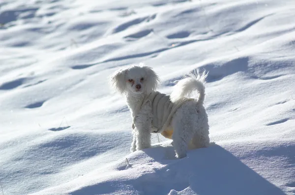 Piccolo barboncino bianco sulla neve — Foto Stock