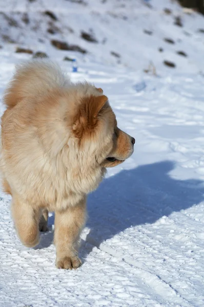 Chow-chow on winter road — Stock Photo, Image