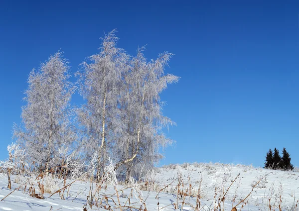 Three hoar-frost birch and three small fir tree — Stock Photo, Image