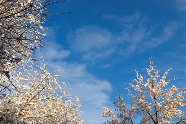 Der erste Schnee am Baum — Stockfoto