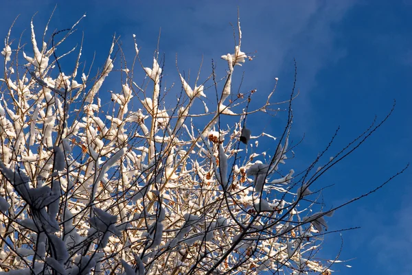 Prima neve sull'albero — Foto Stock
