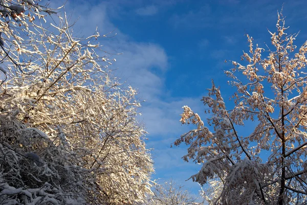 Πρώτο χιόνι για δέντρο — Φωτογραφία Αρχείου