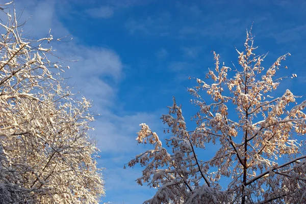 Première neige sur l'arbre — Photo