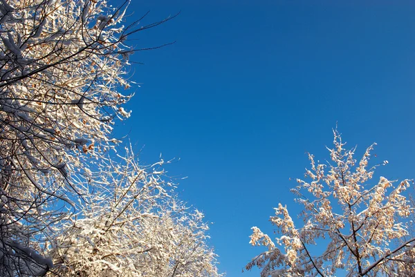 Ağaç üzerinde ilk kar — Stok fotoğraf