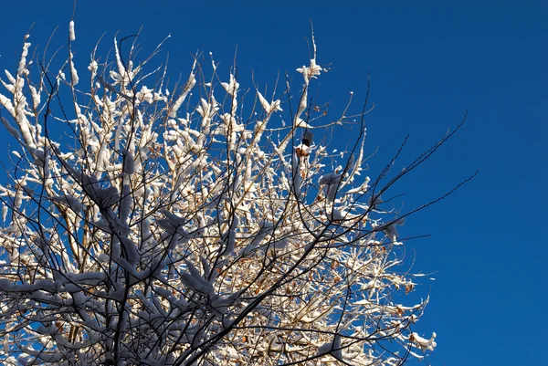First snow on tree — Stock Photo, Image
