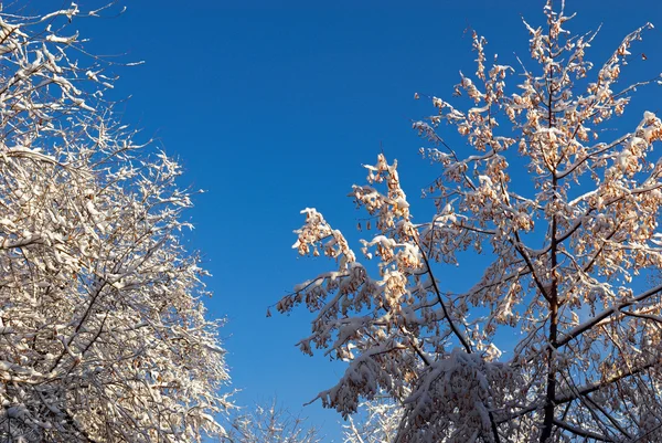 Первый снег на дереве — стоковое фото