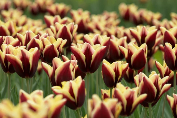 Tulips field — Stock Photo, Image