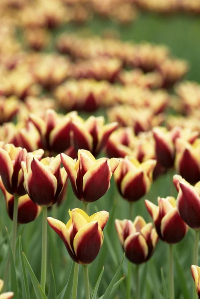 Tulips field — Stock Photo, Image