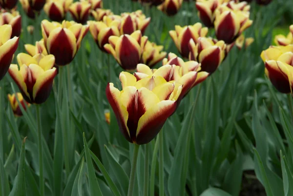 Varicoloured tulip flowers field — Stock Photo, Image