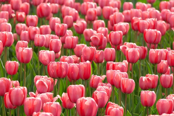 Růžové tulipánové pole — Stock fotografie